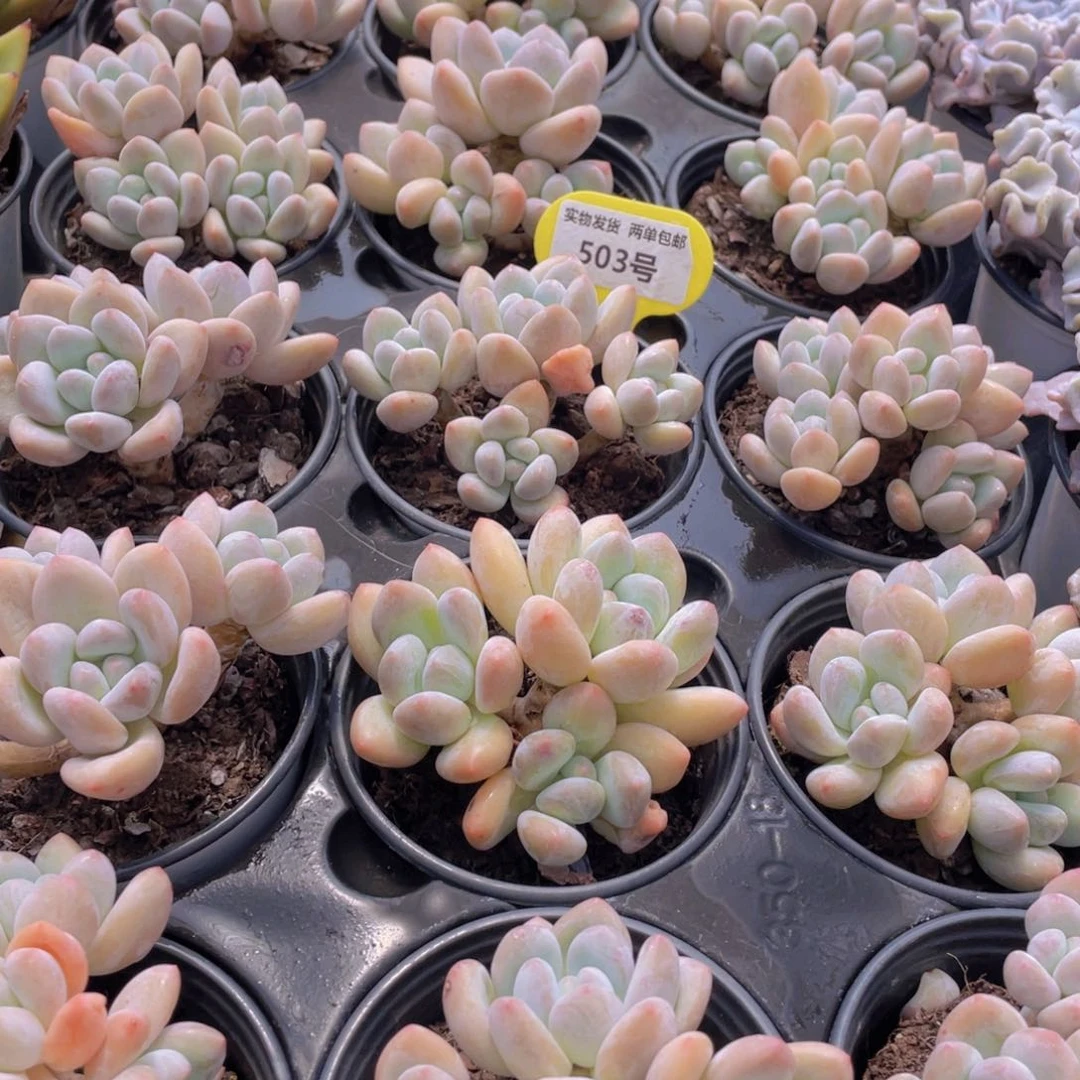 503号 开播福利奶油丸叶香水老桩大群生一个