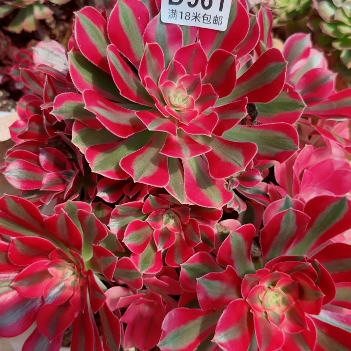 多肉法师淘宝福利