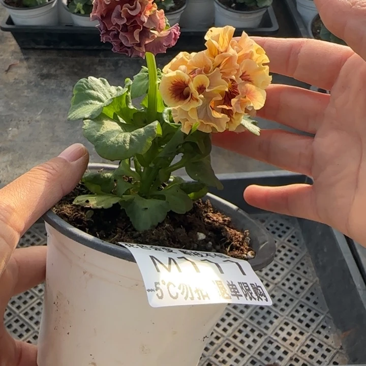 牧***瓣无花朵M111角堇小苗一物一拍默认苗晃