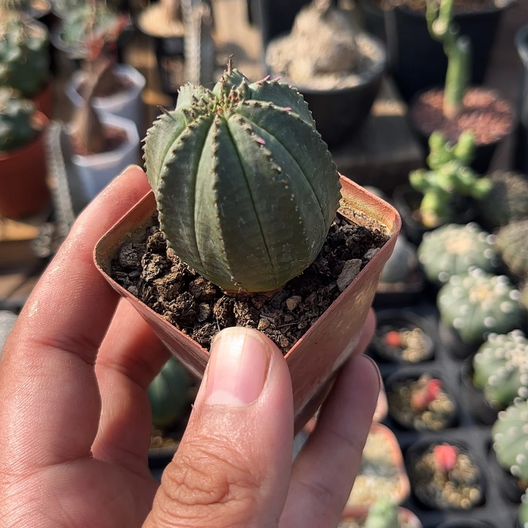 泰布纹球单头发货单头