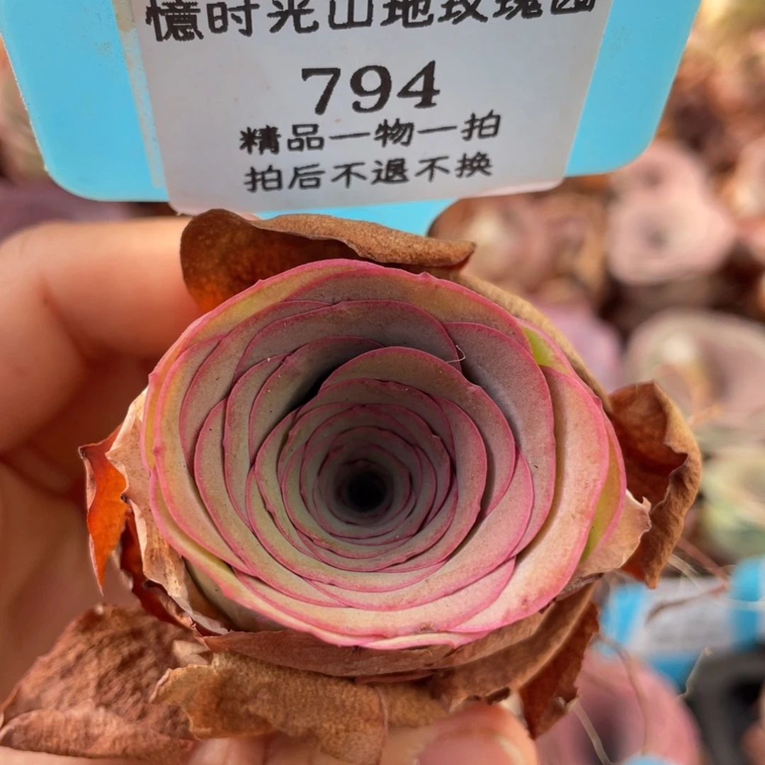 山地玫瑰794裸根发货不售后