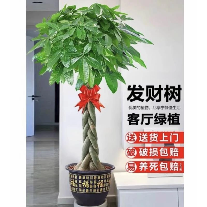 【顺丰送货上门】1.5-1.6米辫子发财树客厅办公室室内外植物