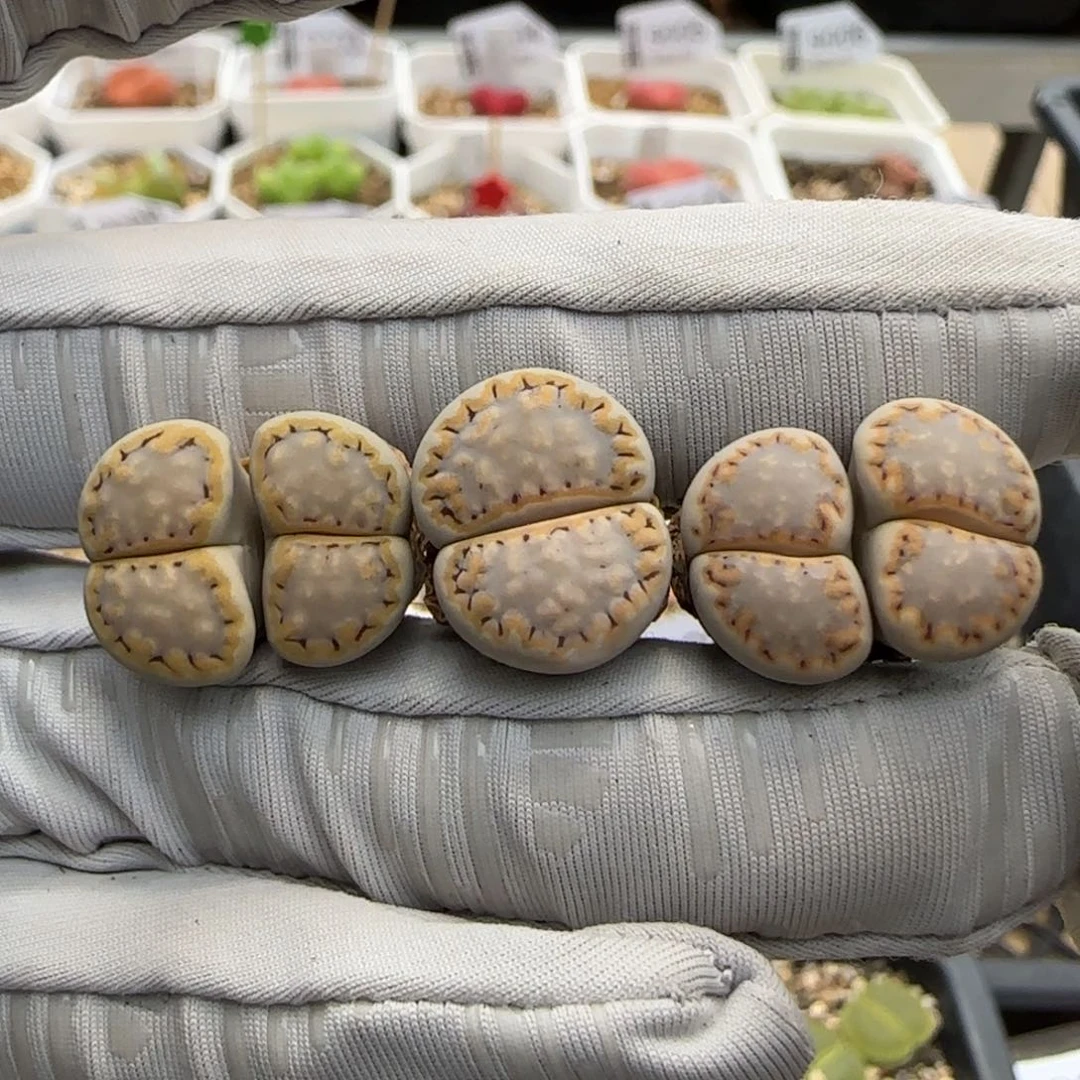 5.24。饼干。3。9029