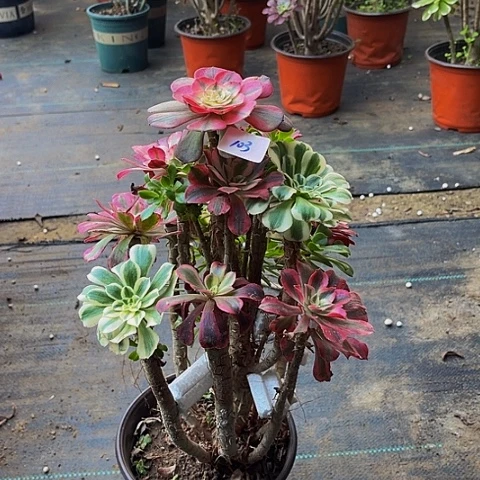 剑***鸣法师嫁接的法师法师103