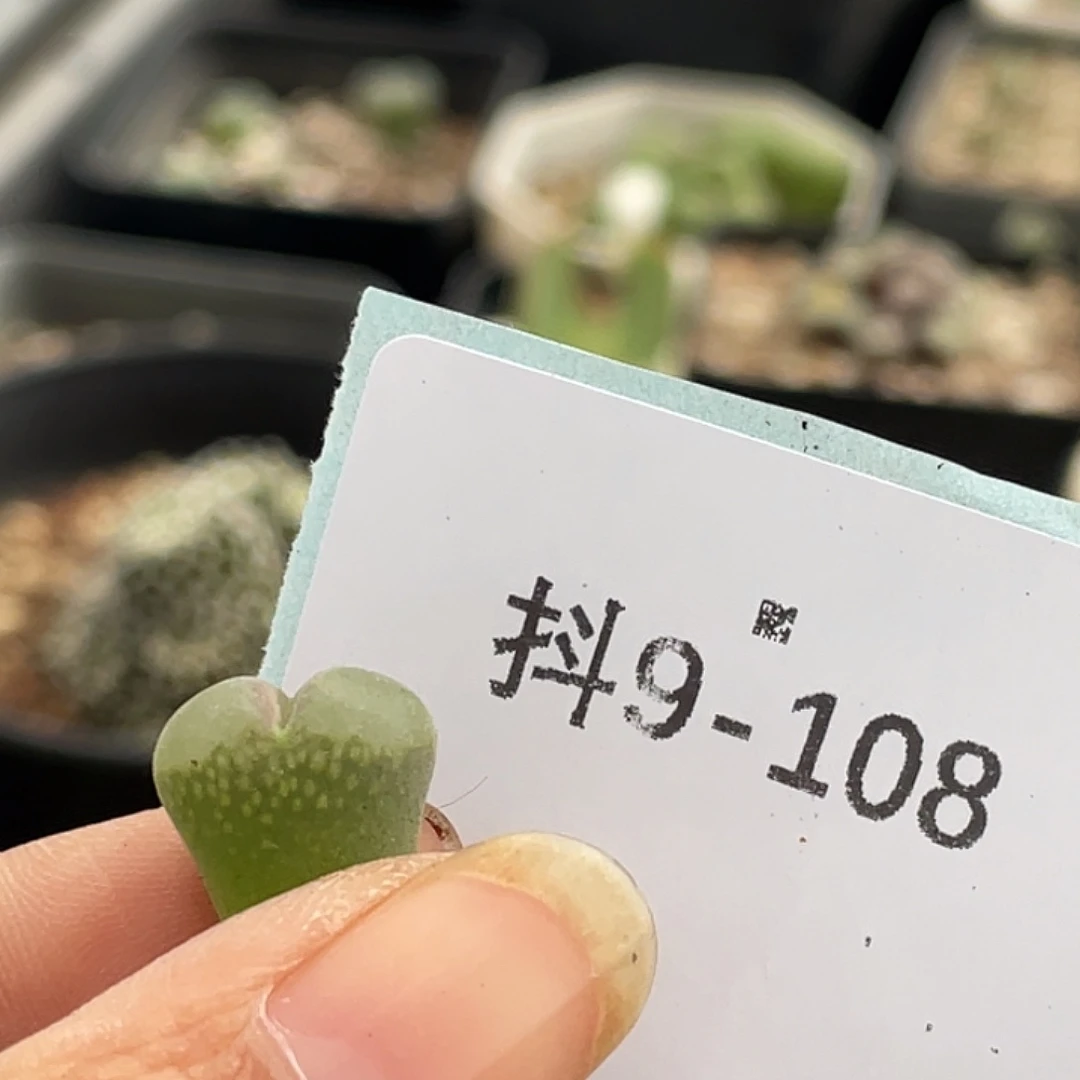 一***灰9-108肉锥多肉植物