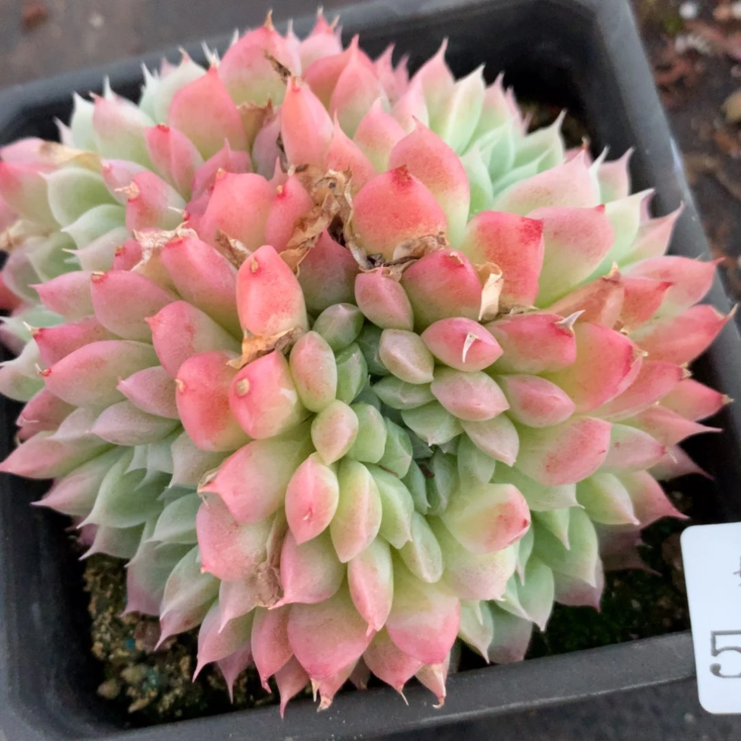 5113新年快乐发发发