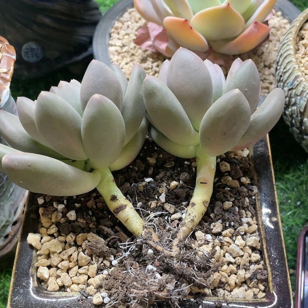 多肉植物的生长发育与生长