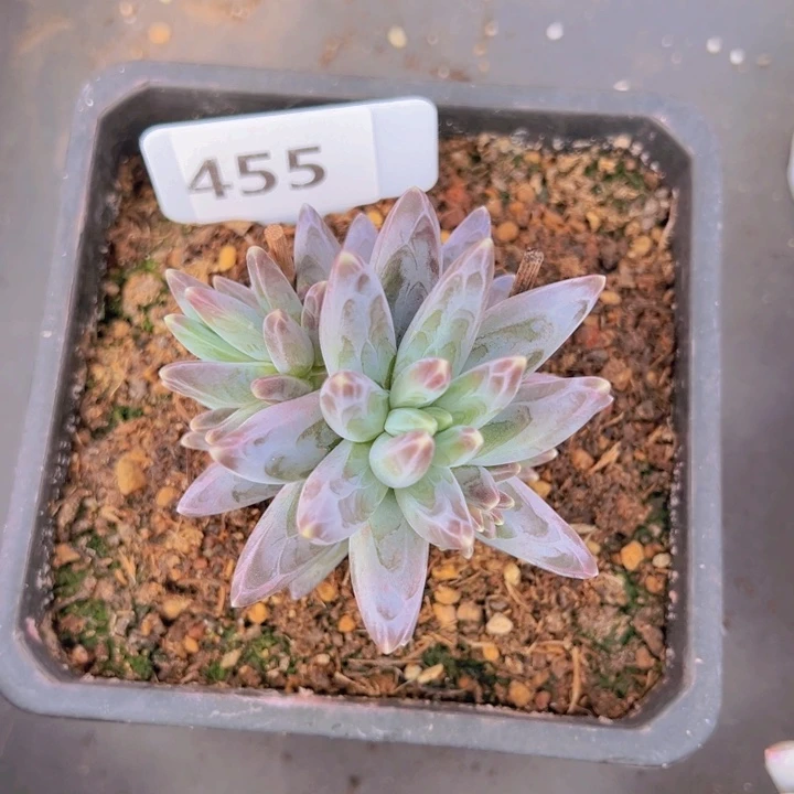 健健康康平平安安