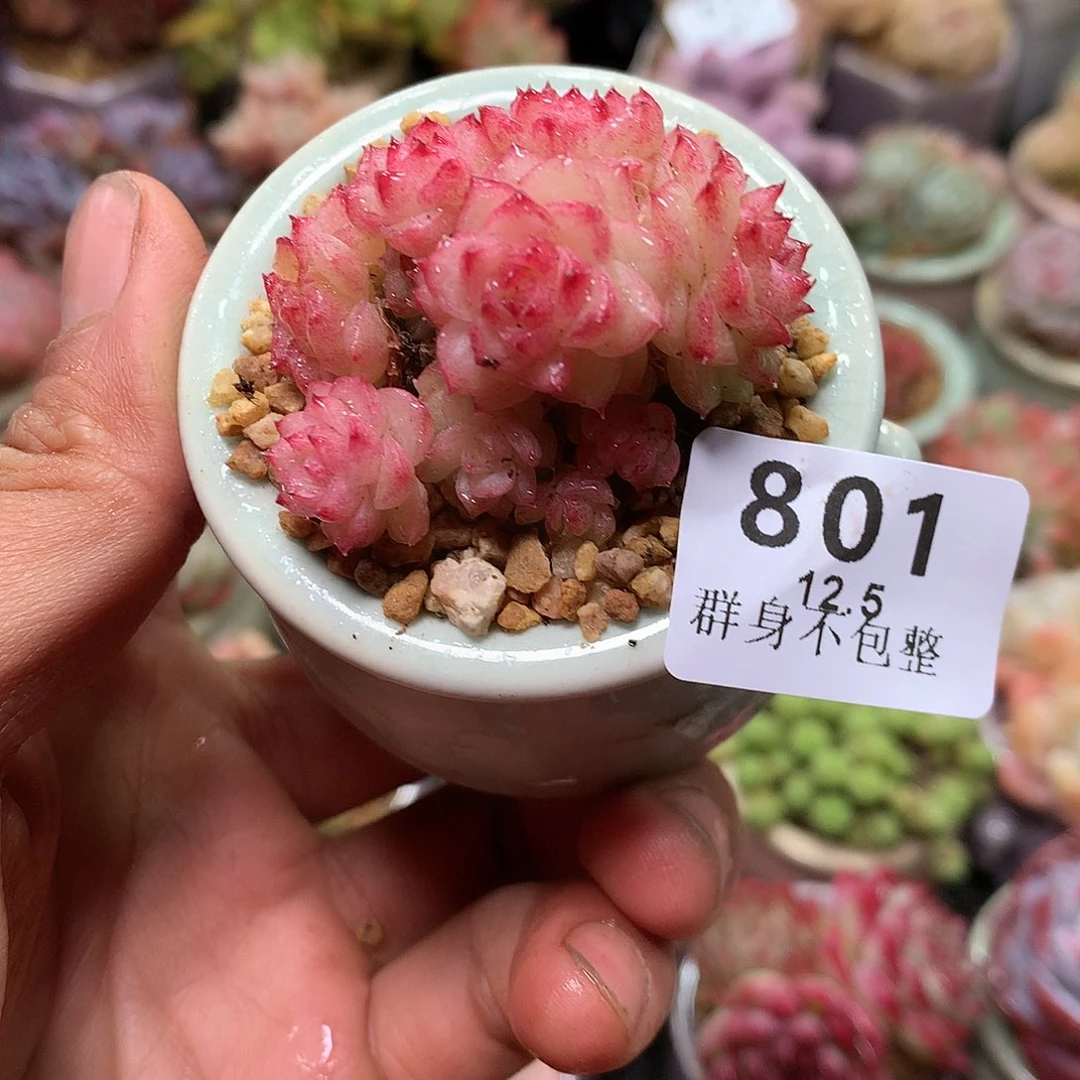 精控拇指盆12.5801