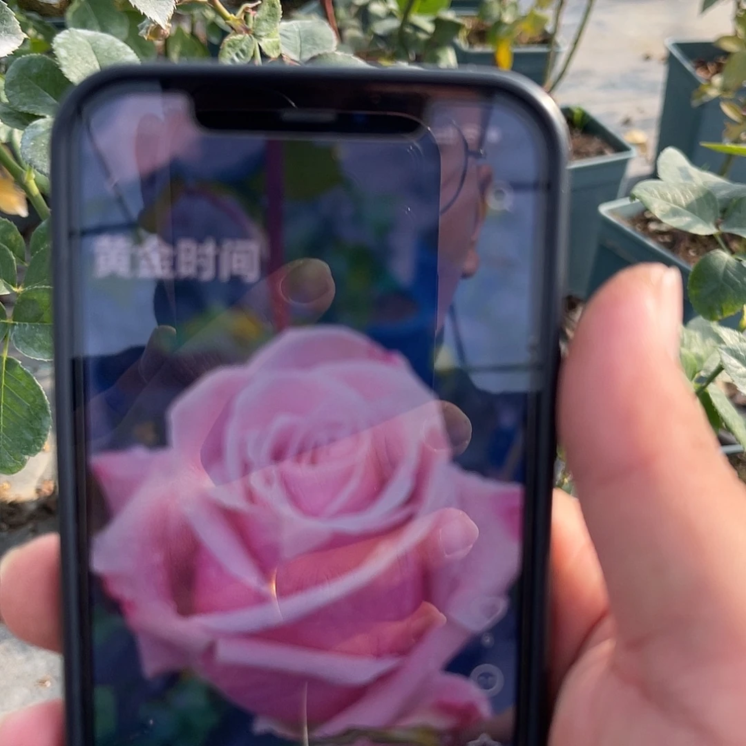 无花朵——-黄金时间 福利款