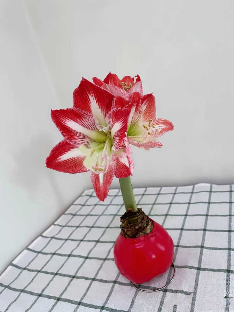 【源头一手价】方德新品红白花朱顶红蜡球一个 室内书房懒人植物