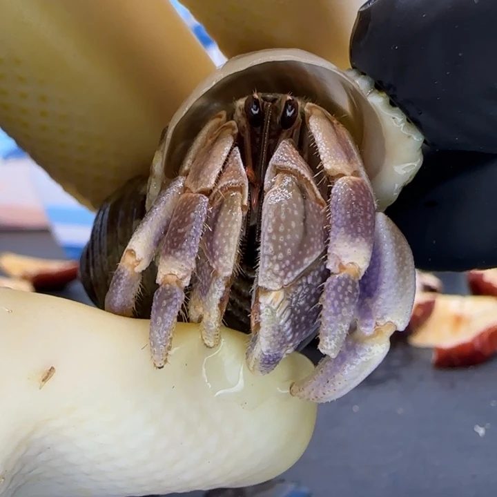 A35紫钳 灰白1.6cm口径