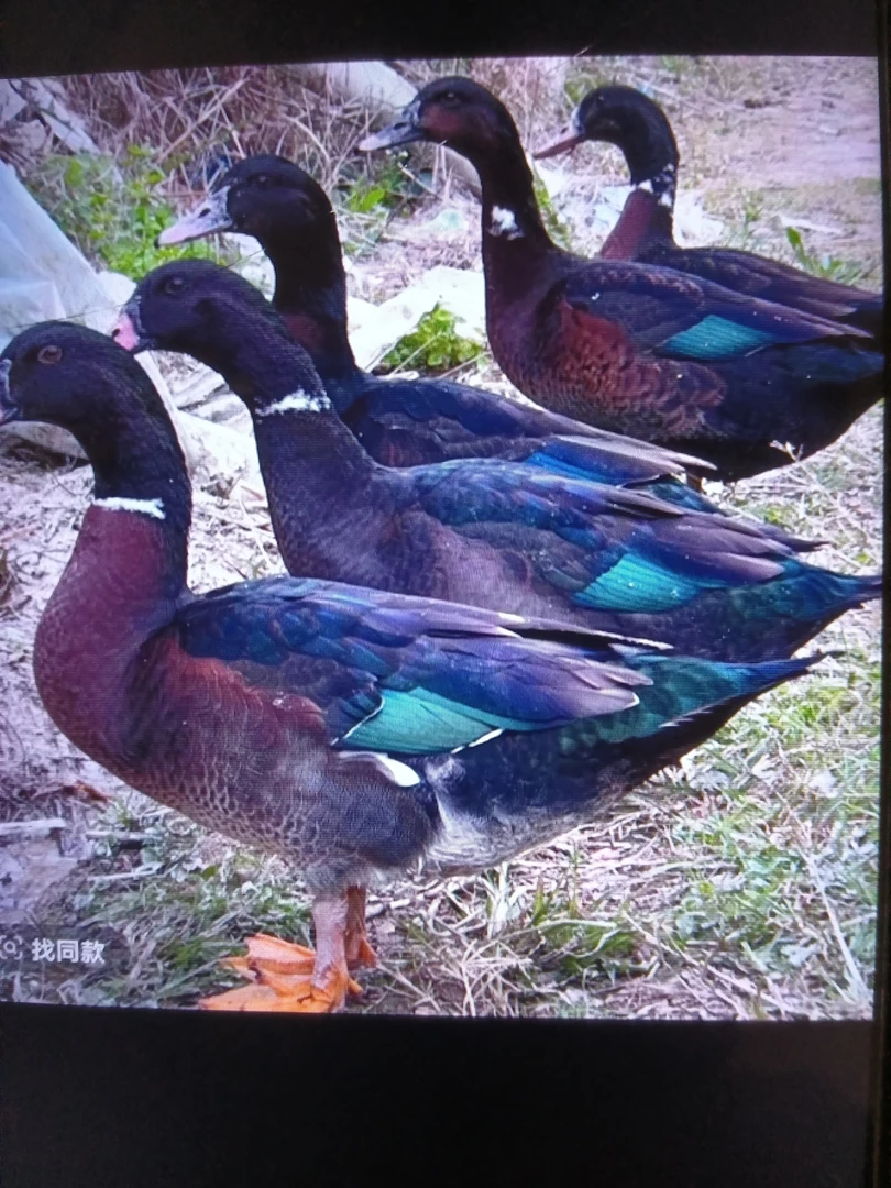 原生态小南海淡水湖边散养菜鸭顺丰包邮