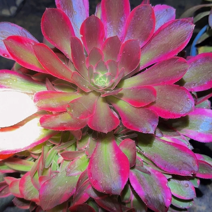 精品妖月正版捧花特价福利