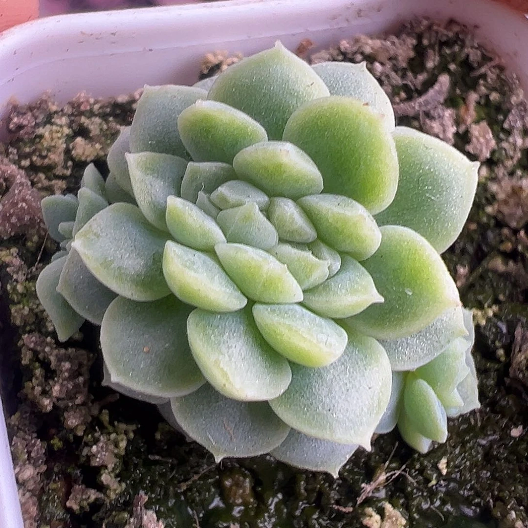 纸鸢甜心 小缀。