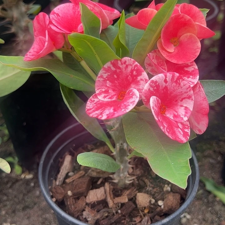 泰品扦插一物一拍