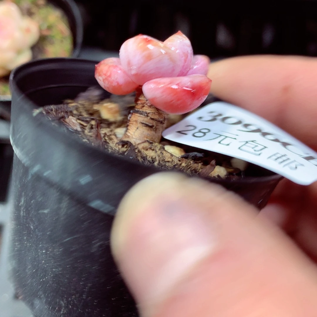 5厘米盆精控多肉3096