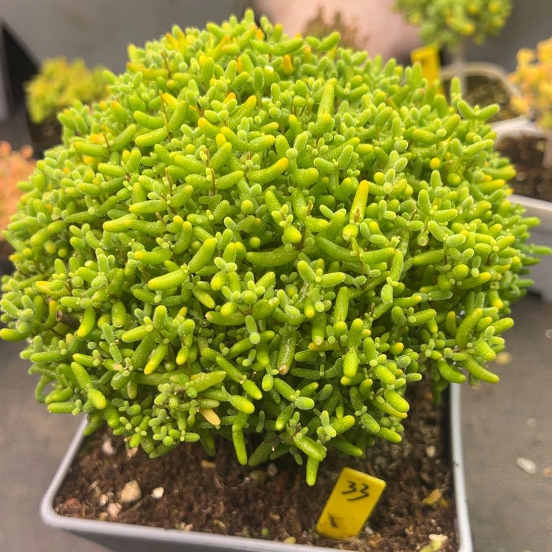 蜜橘糖球33号冠幅15cm左右