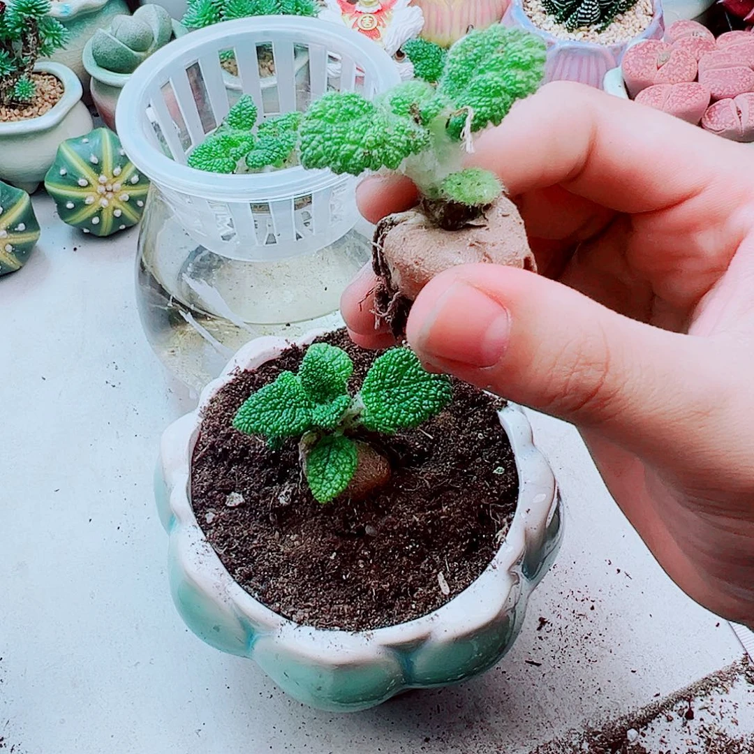 青蛙王子多肉植物