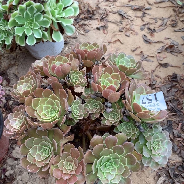 157荷兰玫瑰绣球东棚北
