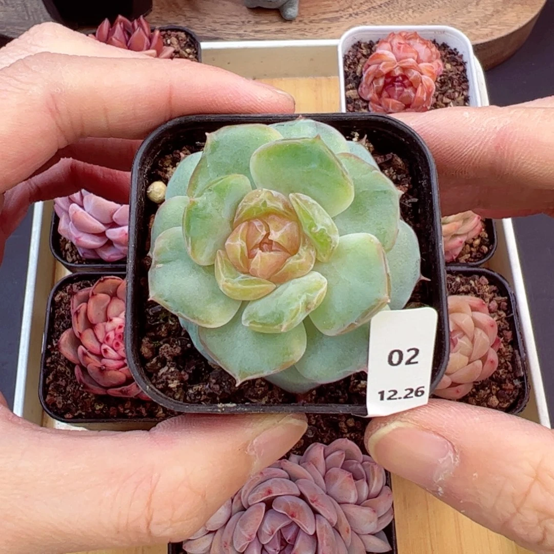 好好看02、哈哈哈哈