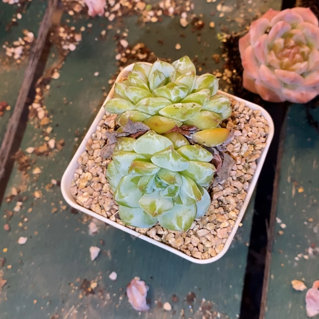 芜***.汤圆节是我人生第一天就在
