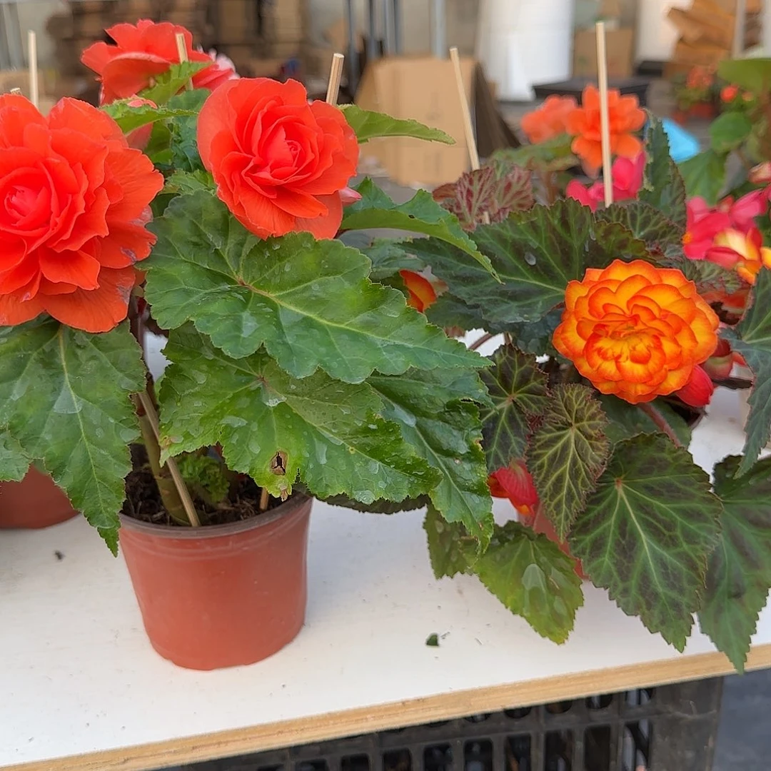 鲑鱼粉➕火焰 夫妻海棠