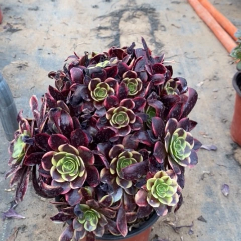 欧嘉莉多肉植物033