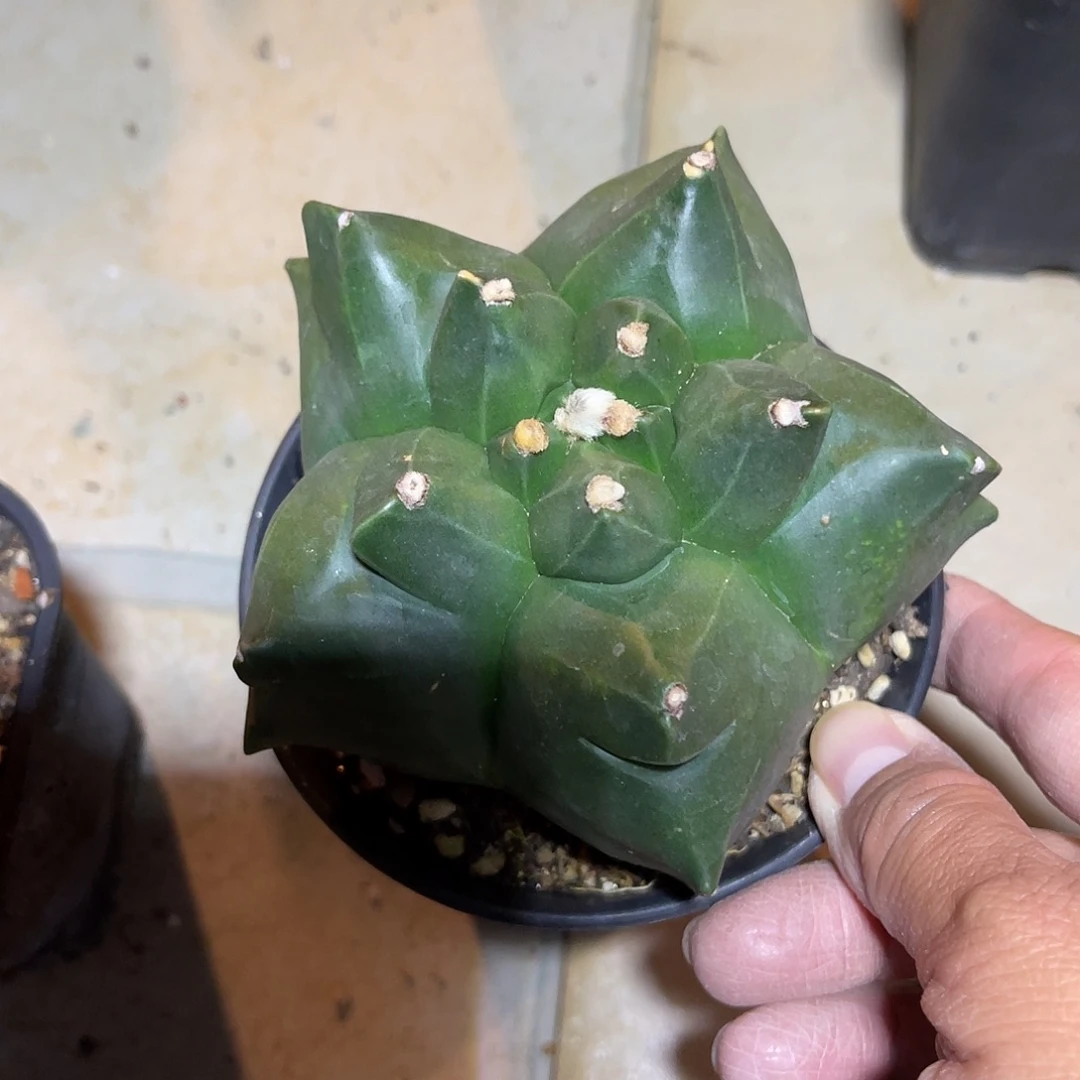 实生角尤鸾凤玉一物一拍