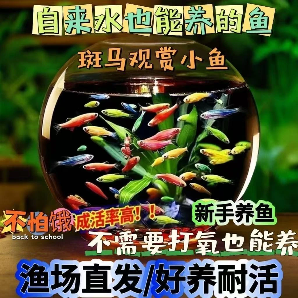 【30条混搭】七彩糖果斑马鱼小型观赏鱼淡水热带鱼新手好养鱼观赏鱼