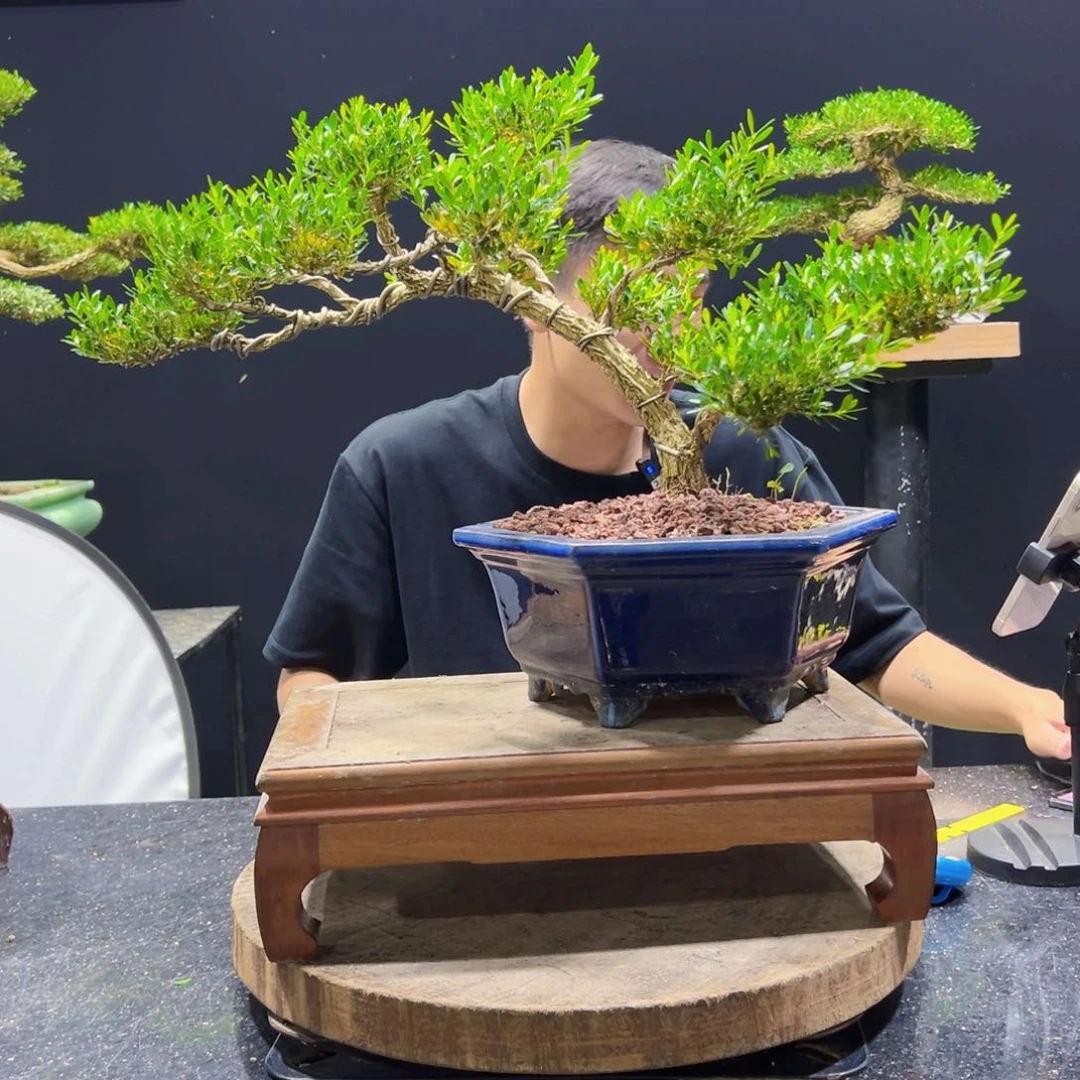 黄杨盆景老桩四季长青