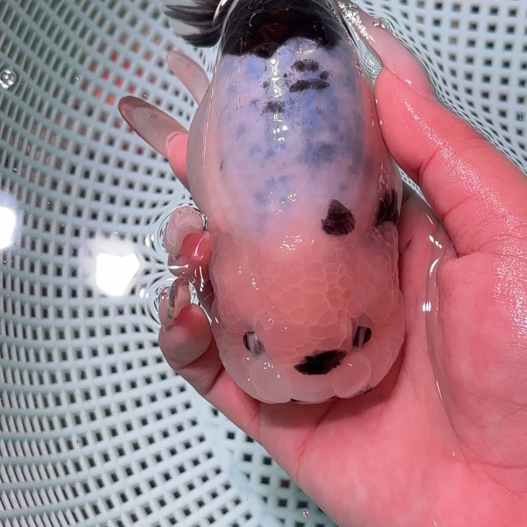 心***悦金鱼拍包装包邮，不拍包装运费到付