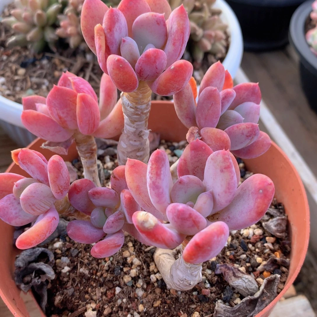 灰姑娘10 公分一物一拍