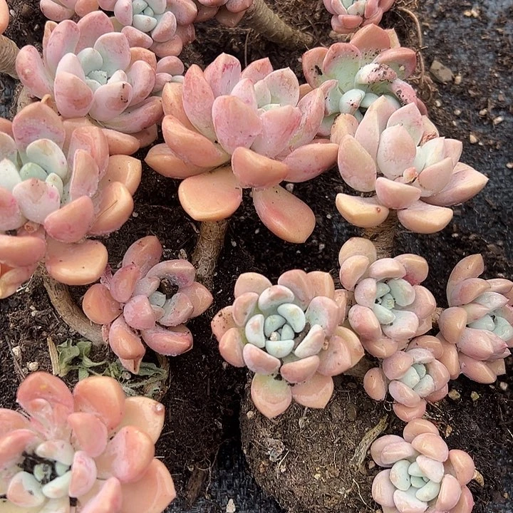 精品花瓣露老桩三盆。