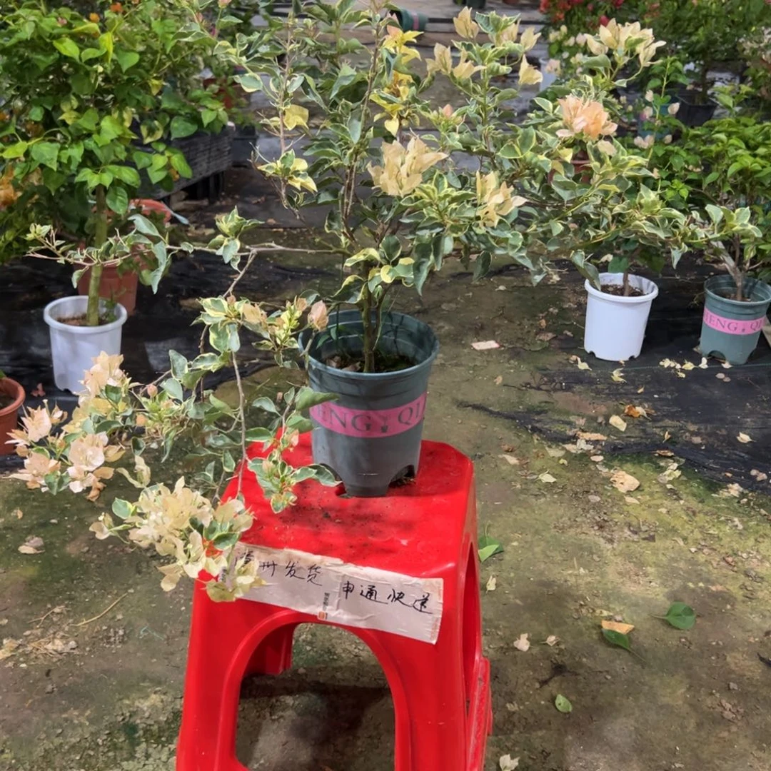 奶茶蝶直播间专属福利