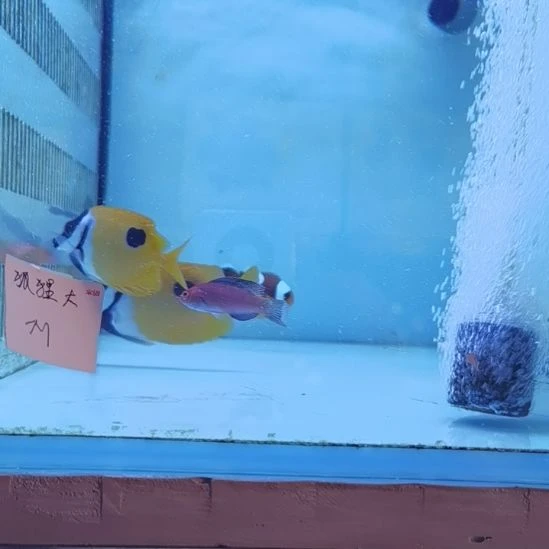 鞍背小丑海水鱼一条