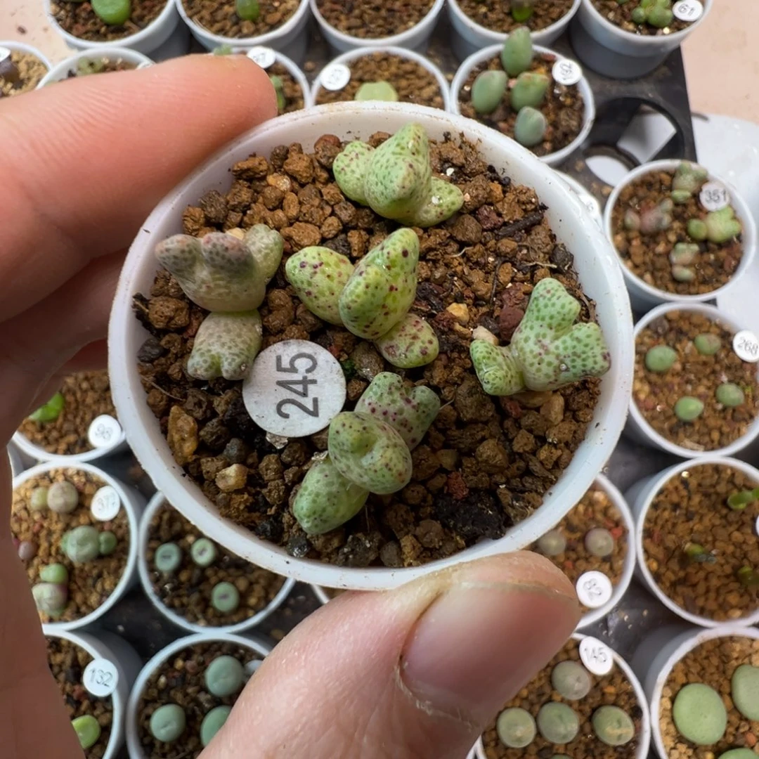 鹿角斑马一颗脱土24500000