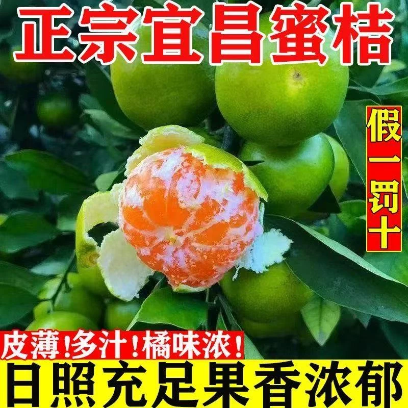 宜昌早熟蜜桔新鲜现摘青皮蜜橘薄皮多汁酸甜爽口应季水果