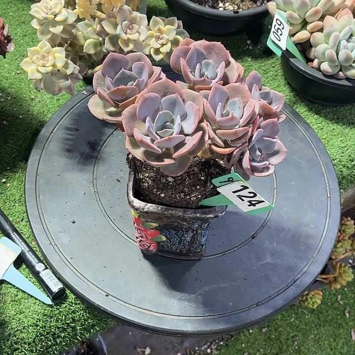 *****橙哎玫瑰多肉植物124