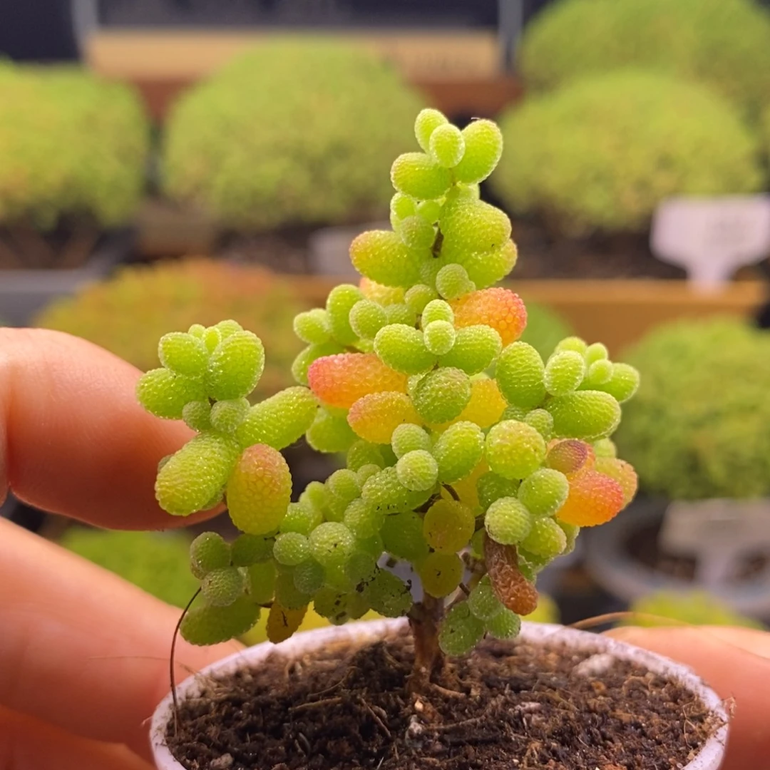 无花朵44金橘。