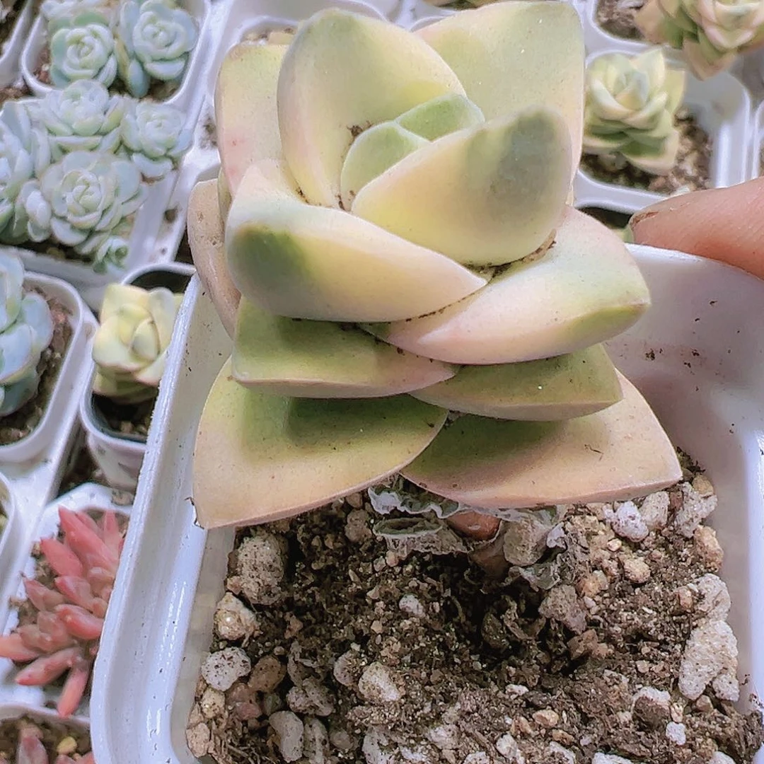 记住川锦多肉植物19包邮