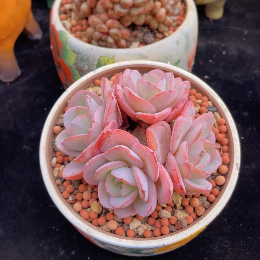 四头控养布鲁兰（好看）