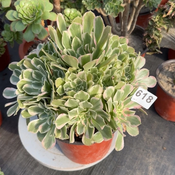 多肉植物618号品种