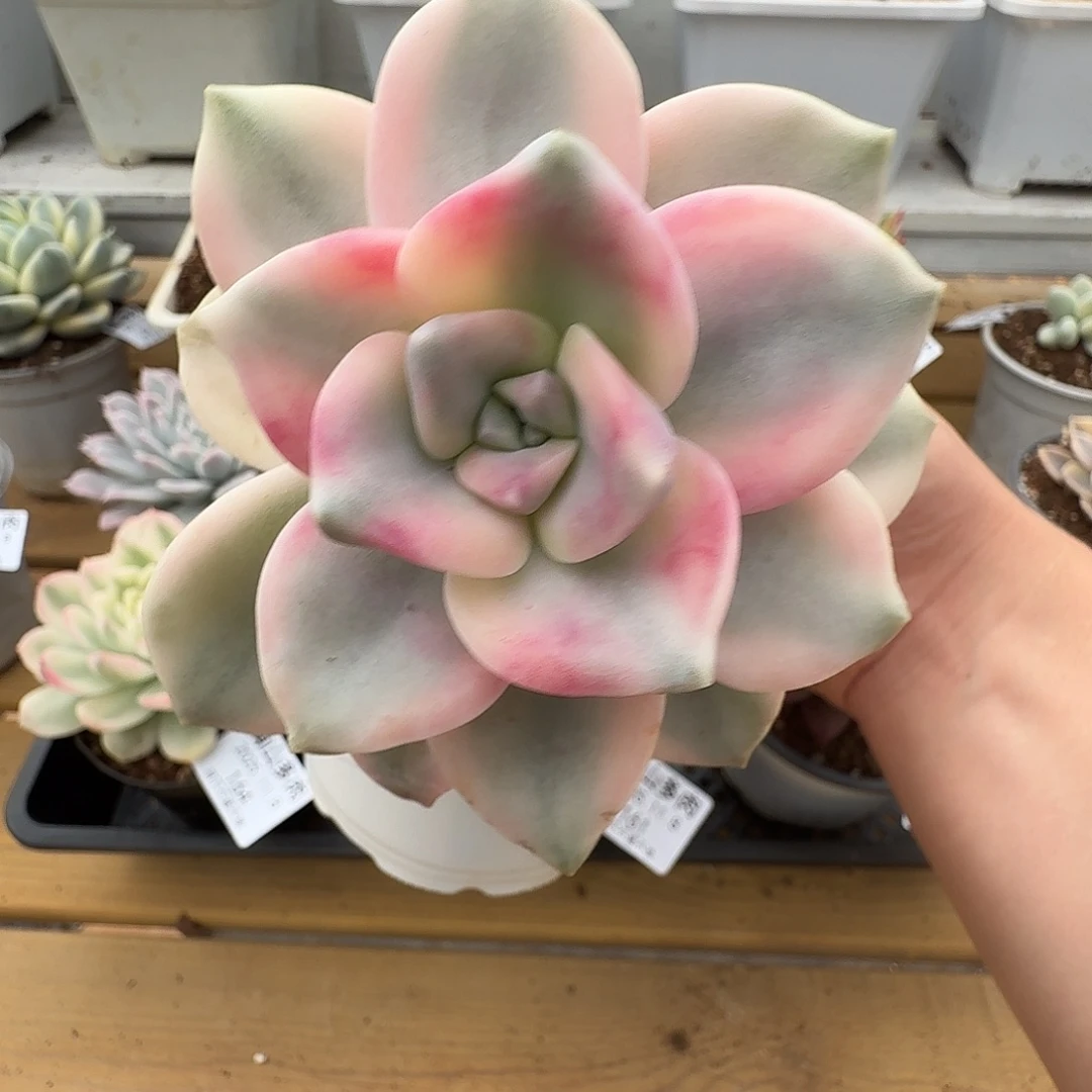 紫乐锦111111108-159