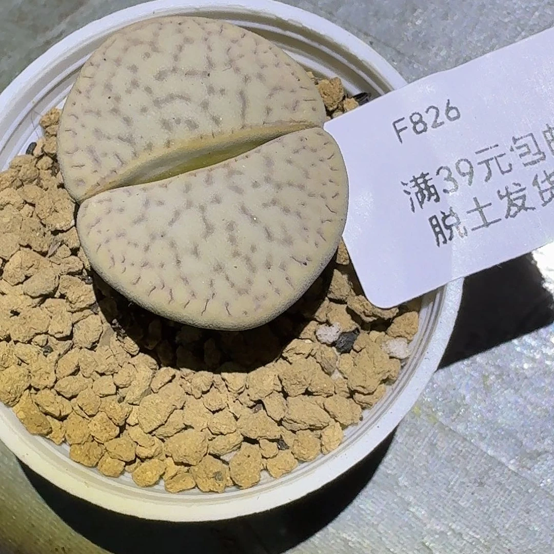 F***W826多肉哈哈哈哈哈哈回家