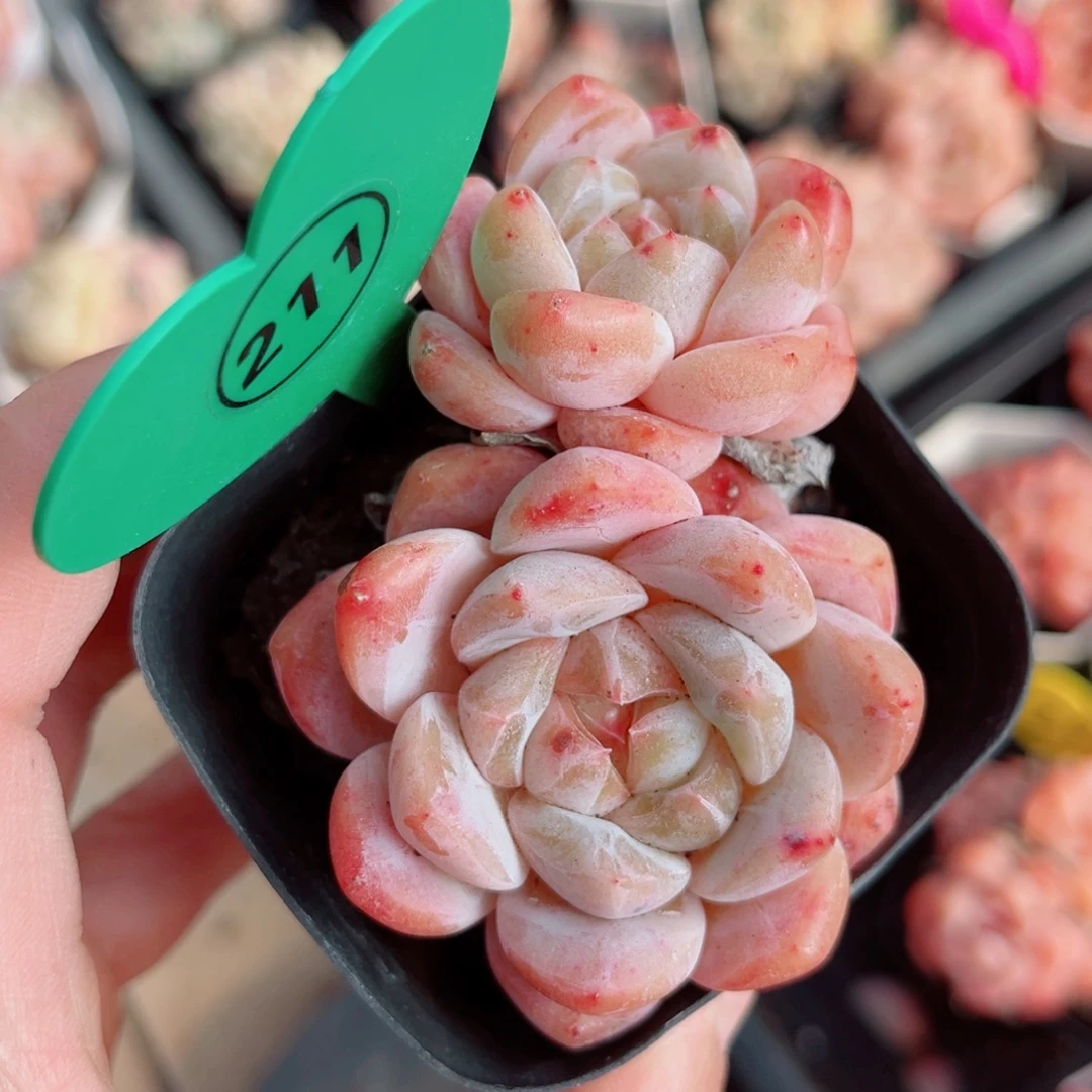 211号小老桩糖心双头