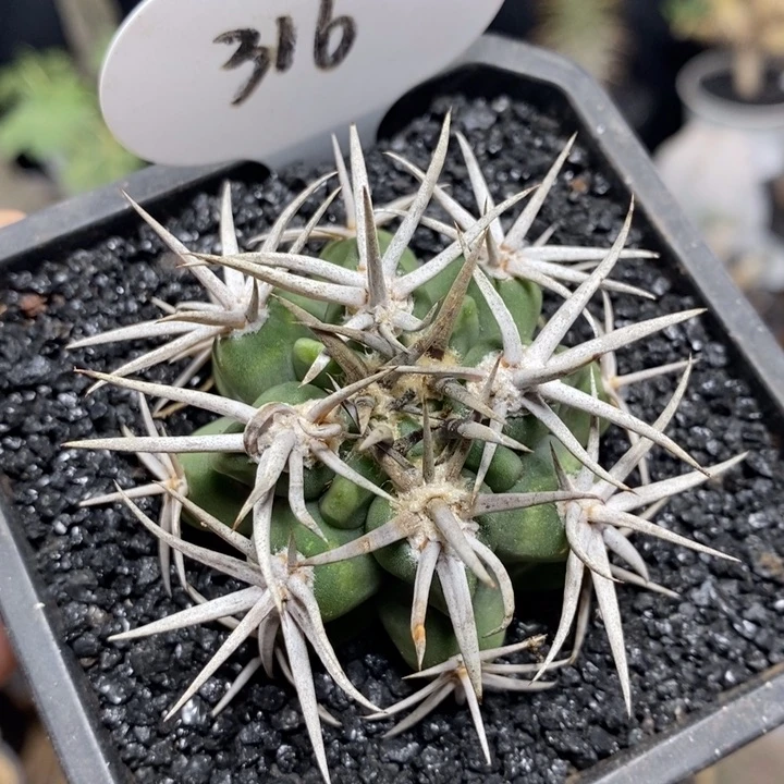 实生强刺碧岩玉316号4.5cm