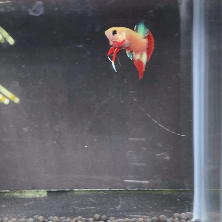 斗鱼泰国斗鱼341号