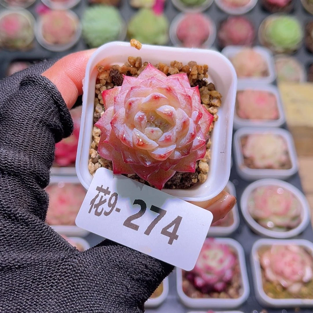 花09-274晨曦单头