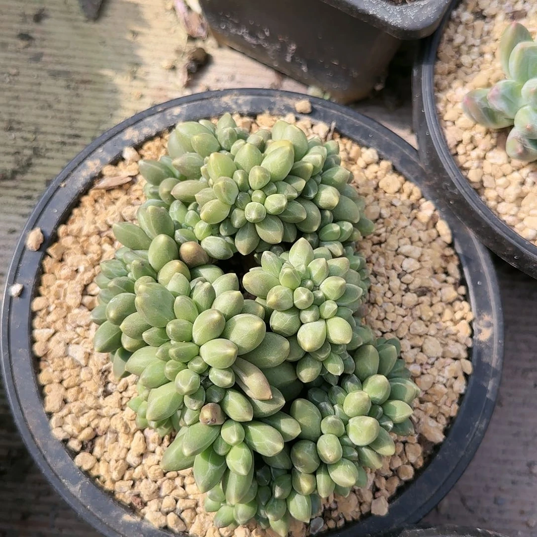 5039号千代田缀58      肉